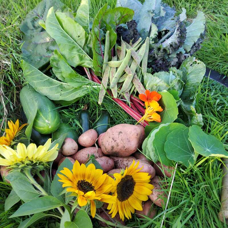 Organic food from the garden at our tantra retreat for couples in Glastonbury